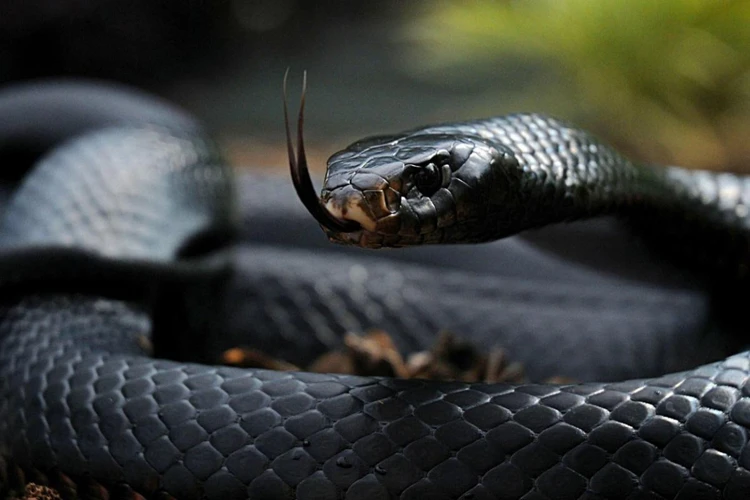 Análisis De Los Diferentes Contextos En Los Que Aparece La Serpiente En El Sueño