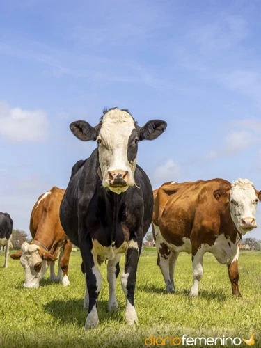 Aspectos Generales De Las Vacas En Los Sueños