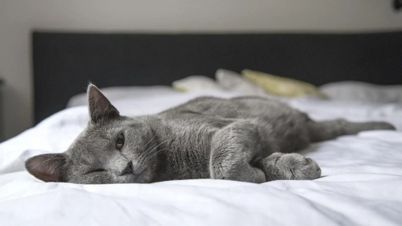 ¿Cómo Interpretar Tus Sueños Con Gatitos?