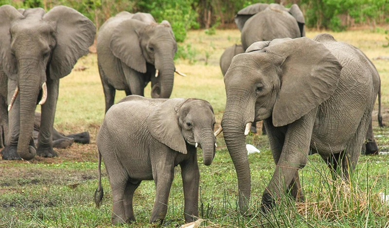 ¿Cómo Interpretar Un Sueño Con Elefantes Bebés?