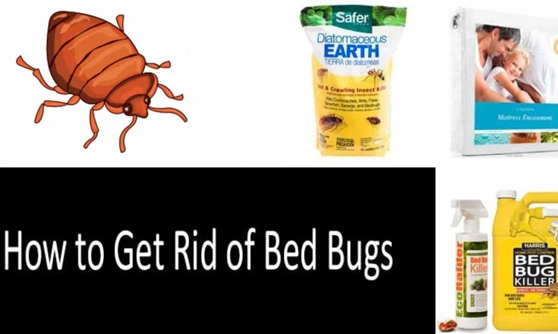 ¿Cómo Prevenir Sueños Con Cucarachas?