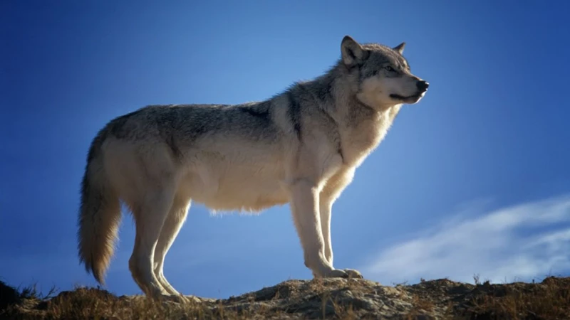 Contexto Del Sueño Con Lobos Blancos