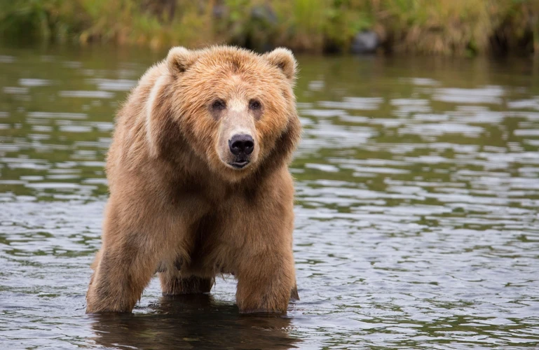 El Oso Como Animal De Poder En Los Sueños