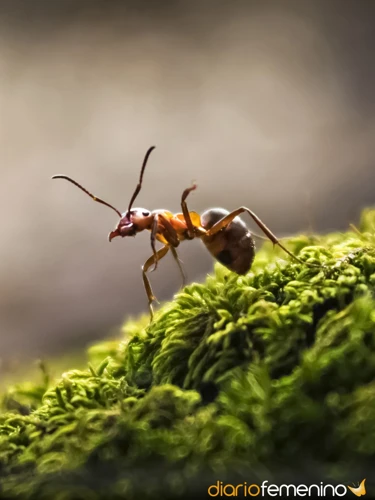 Hormigas En Los Sueños Amorosos