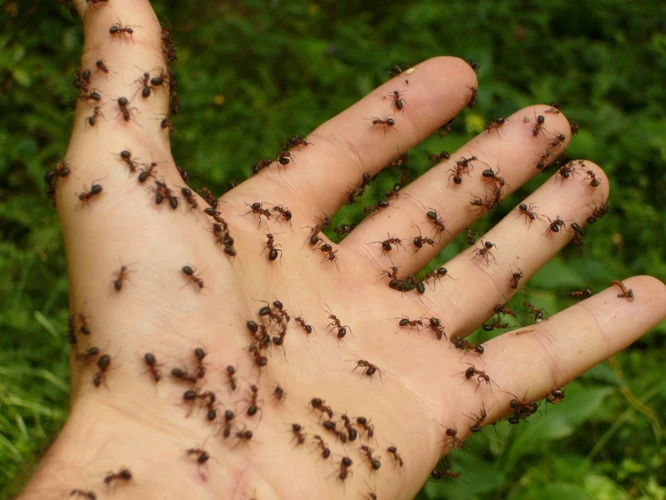 Hormigas Negras En El Cuerpo