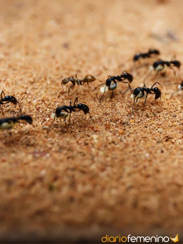 Hormigas Rojas En El Cuerpo