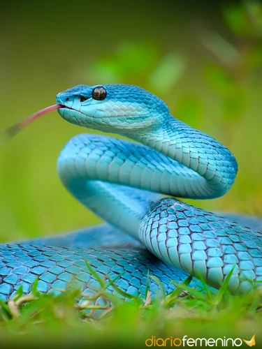 Interpretación De Los Colores De Las Serpientes