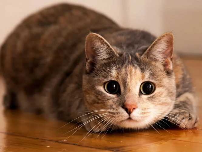 Interpretación De Los Sueños Con Gatos Enojados