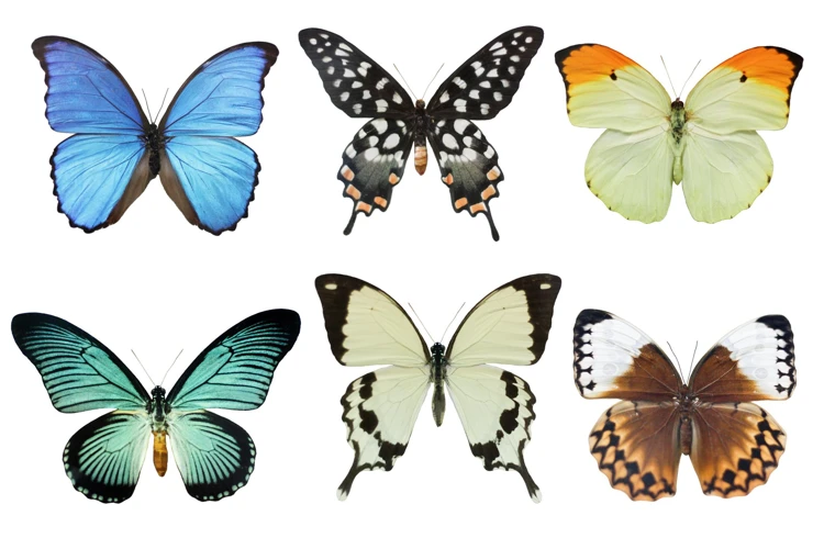 Interpretación De Los Sueños Con Mariposas De Muchos Colores