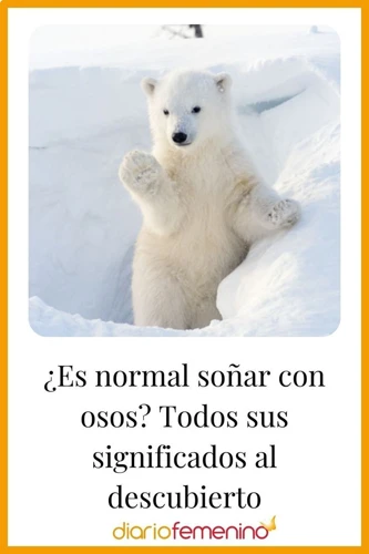 Interpretación De Soñar Con Un Oso Blanco