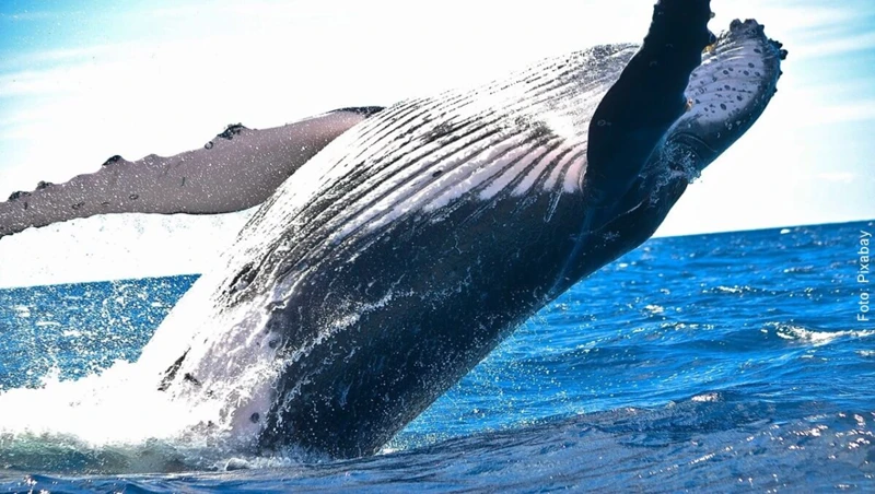 Interpretación De Soñar Con Una Ballena Varada