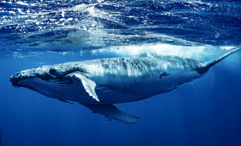 Interpretación De Sueños Con Ballenas