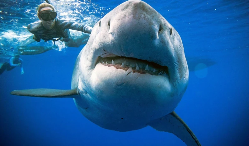 Interpretación De Un Sueño Con Tiburón Martillo