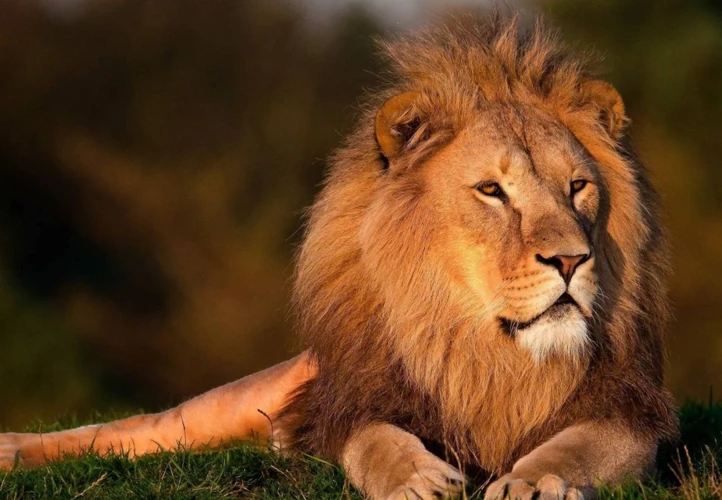 Interpretaciones Comunes De Los Sueños Con Leones Blancos