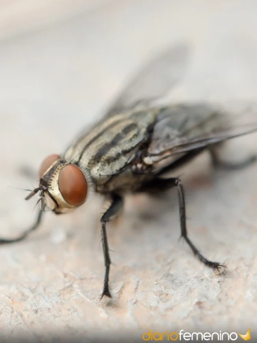 Interpretaciones Comunes De Soñar Con Moscas Muertas