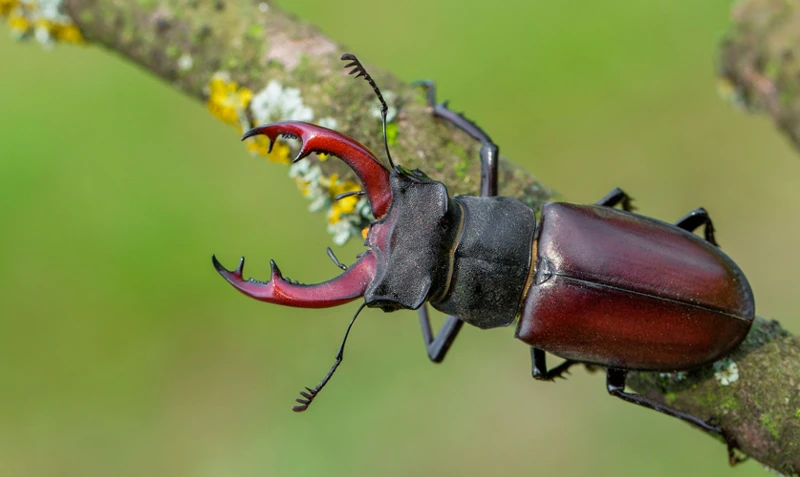 Interpretaciones Comunes De Sueños Con Escarabajos De Colores Brillantes