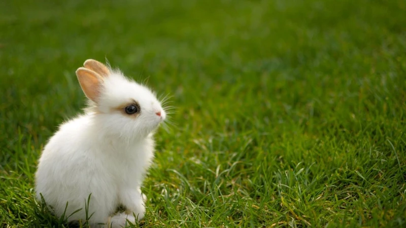 Interpretaciones De Los Sueños Con Conejos Blancos