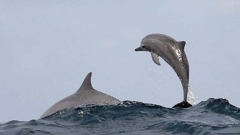 Interpretaciones Específicas De Soñar Con Delfines