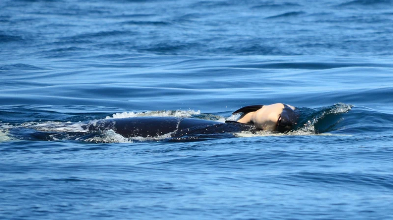 Interpretando Los Sueños Con Ballenas