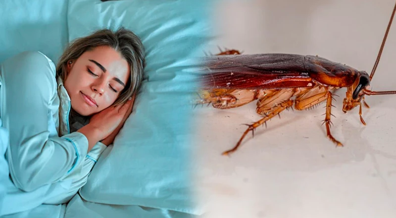 Los Diferentes Contextos De Un Sueño Con Cucaracha Gigante