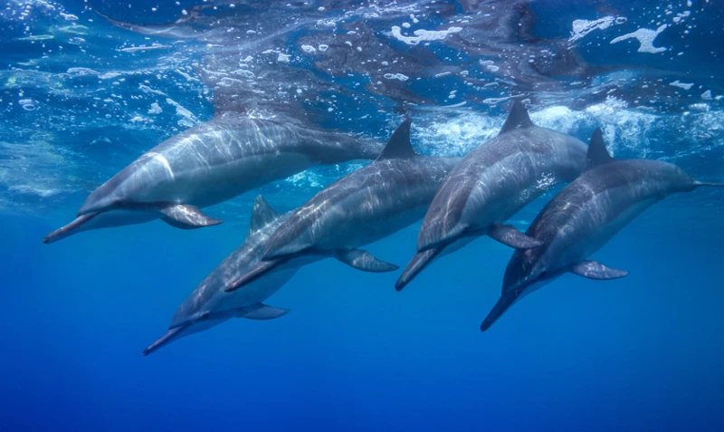 Los Sueños Con Delfines En Diferentes Culturas