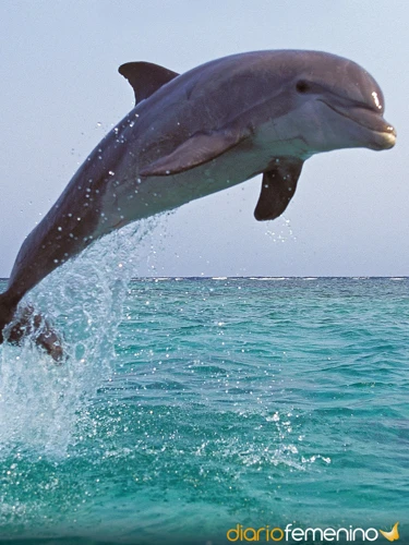 Los Sueños Con Delfines Y Su Interpretación