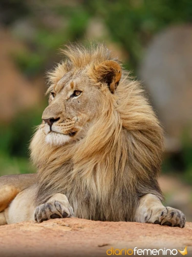 Los Sueños Con Leones Y Su Simbolismo