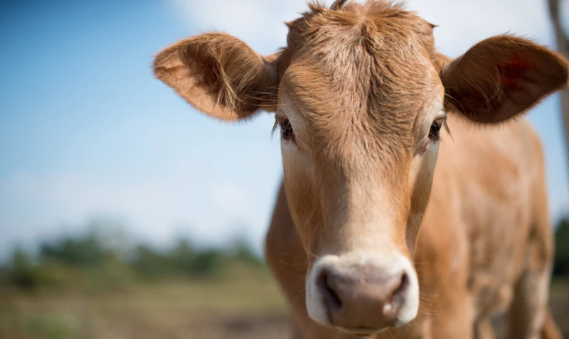 Otras Interpretaciones De Soñar Con Vacas