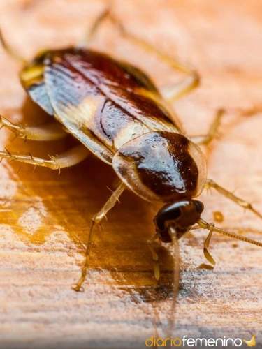 ¿Por Qué Los Escarabajos En Los Sueños Representan Miedos?