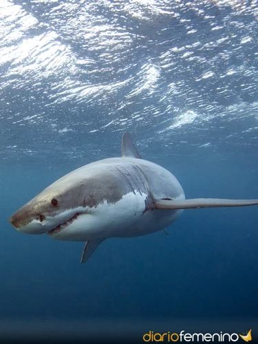 ¿Por Qué Soñamos Con Tiburones Atacando?