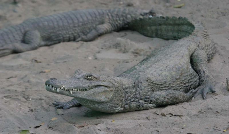 Posibles Interpretaciones Del Sueño Con Cocodrilos Bebés O Recién Nacidos