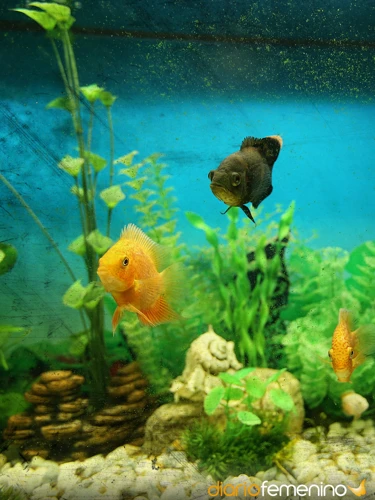 ¿Qué Es Un Acuario Lleno De Peces?