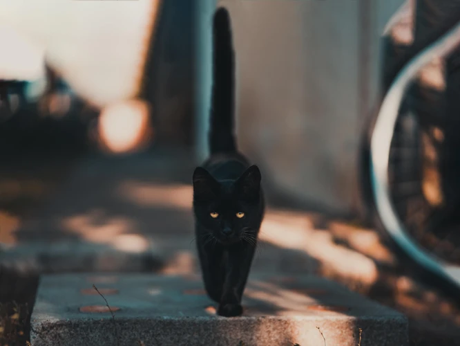 ¿Qué Representa El Gato Negro En Los Sueños?