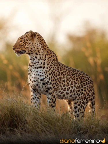 ¿Qué Representa El Jaguar En Nuestro Subconsciente?
