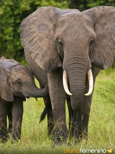 Qué Representa Un Elefante Gigante En Los Sueños