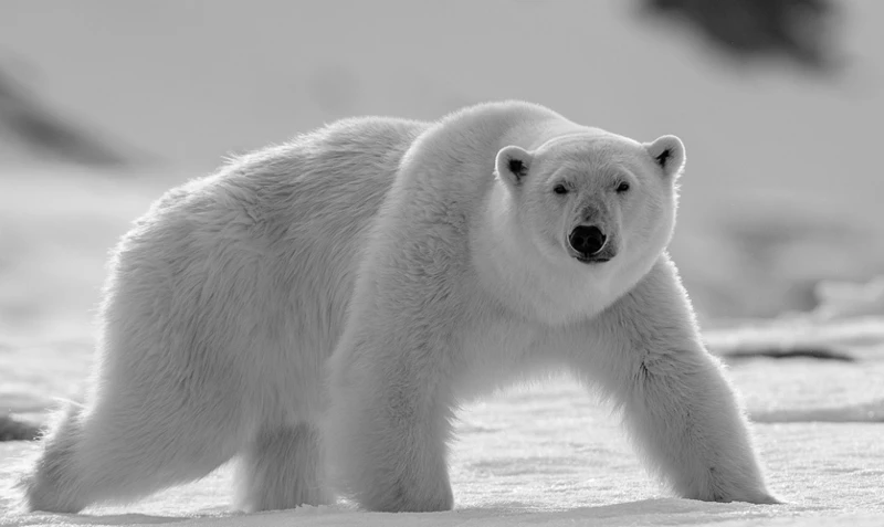 ¿Qué Representa Un Oso Blanco?