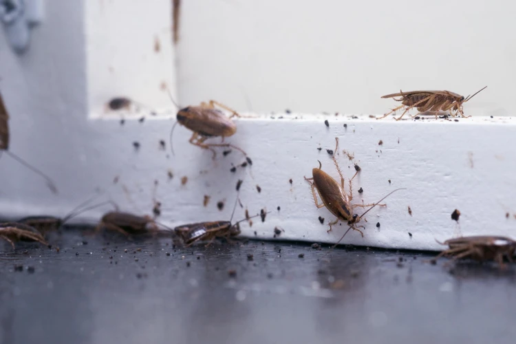 ¿Qué Significa Matar Cucarachas En Los Sueños?