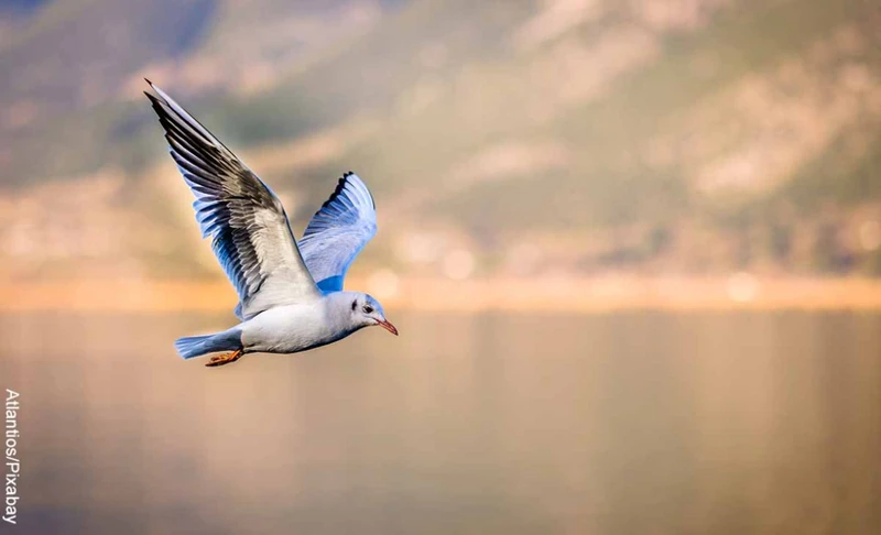 ¿Qué Significa Soñar Con Aves Enjauladas?