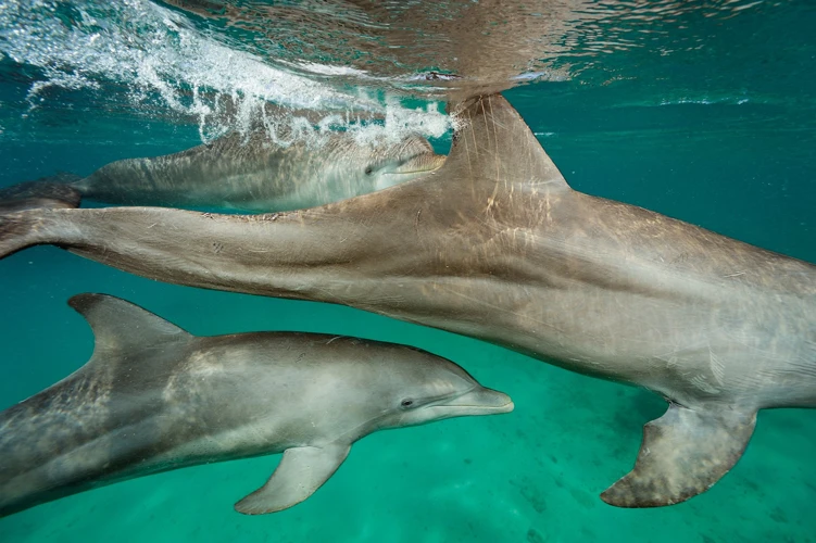 ¿Qué Significa Soñar Con Delfines?