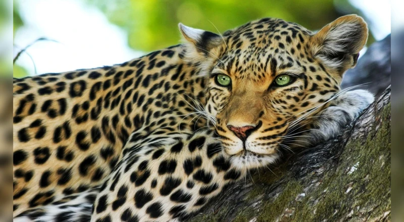 ¿Qué Significa Soñar Con Jaguares?