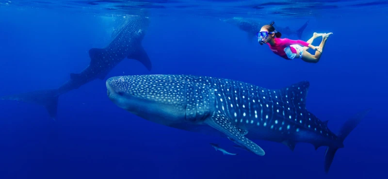 ¿Qué Significa Soñar Con Nadar Cerca De Un Tiburón?