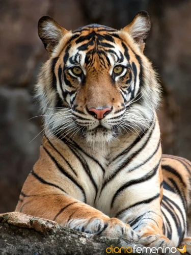 ¿Qué Significa Soñar Con Tigres?