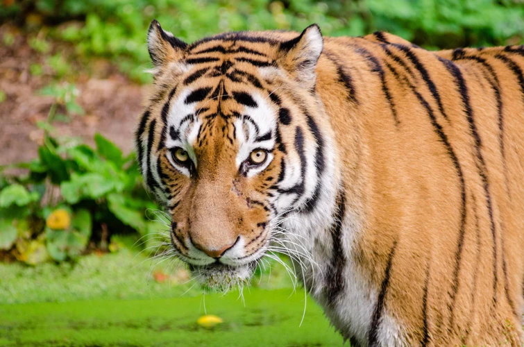 ¿Qué Significa Soñar Con Tigres?