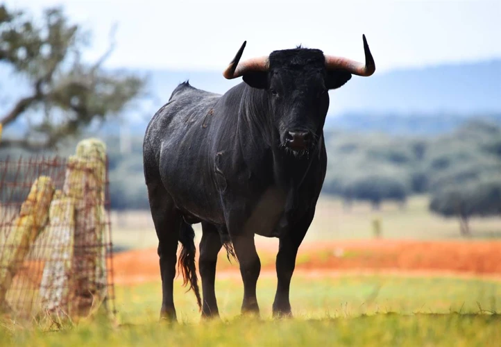 ¿Qué Significa Soñar Con Toros Bravos?