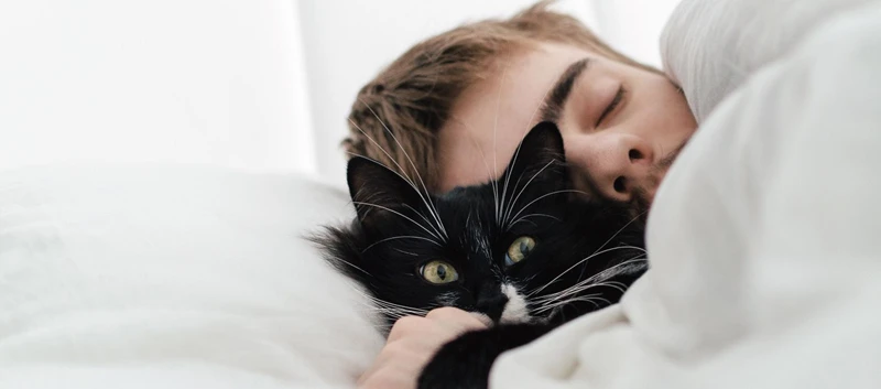 ¿Qué Significa Soñar Con Un Gato Muerto?
