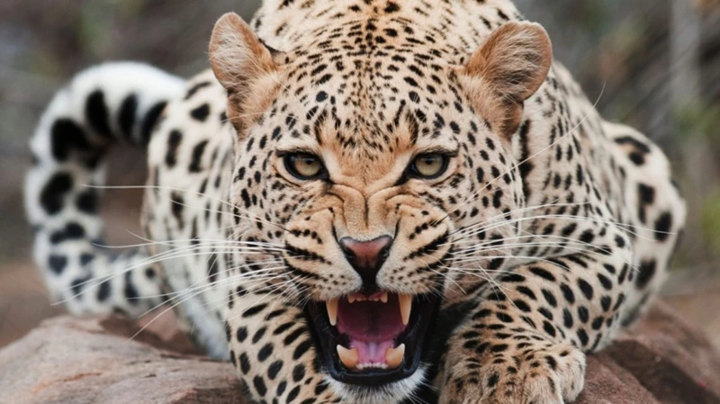 ¿Qué Significa Soñar Con Un Jaguar Herido?