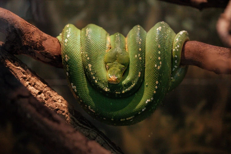 ¿Qué Significa Soñar Con Una Serpiente Enroscada?