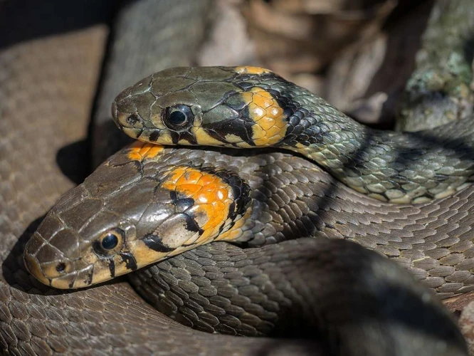 ¿Qué Significa Soñar Con Una Serpiente Que Se Esconde?