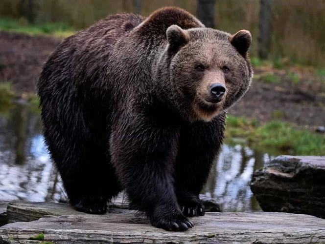 ¿Qué Significado Tiene Soñar Con Un Oso Atacándote?