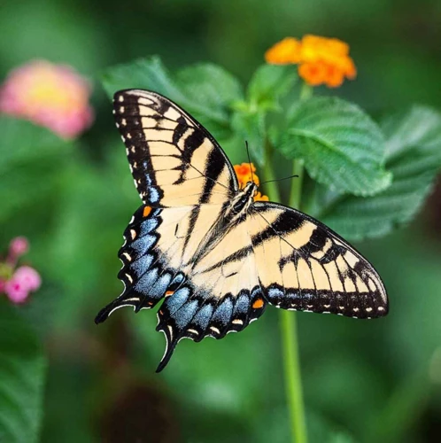 ¿Qué Significan Los Diferentes Tipos De Mariposas En Los Sueños?